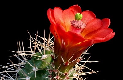 اگر خدا انسان را براى سعادت آفريده، چرا در طبيعت او شر قرار داده؟