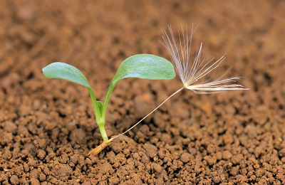 چرا داود صاحب زبور، پيامبر اولوالعزم نيست