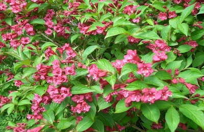 برترين هدف خلقت انسان