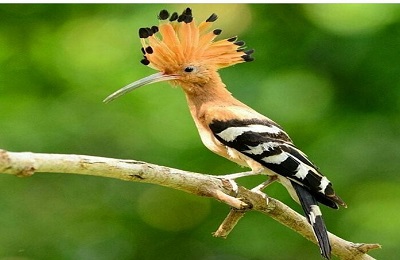 هدهدي كه حكمت متعاليه مي دانست